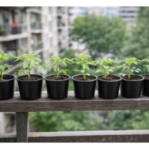 Set 30 ghivece pentru rasaduri, 5 cm